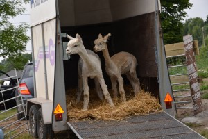 Vi ha ventet lenge og endelig har de første alpakkaene kommet til Gulli