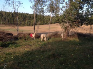 Onkel Tormod og alpakkaene